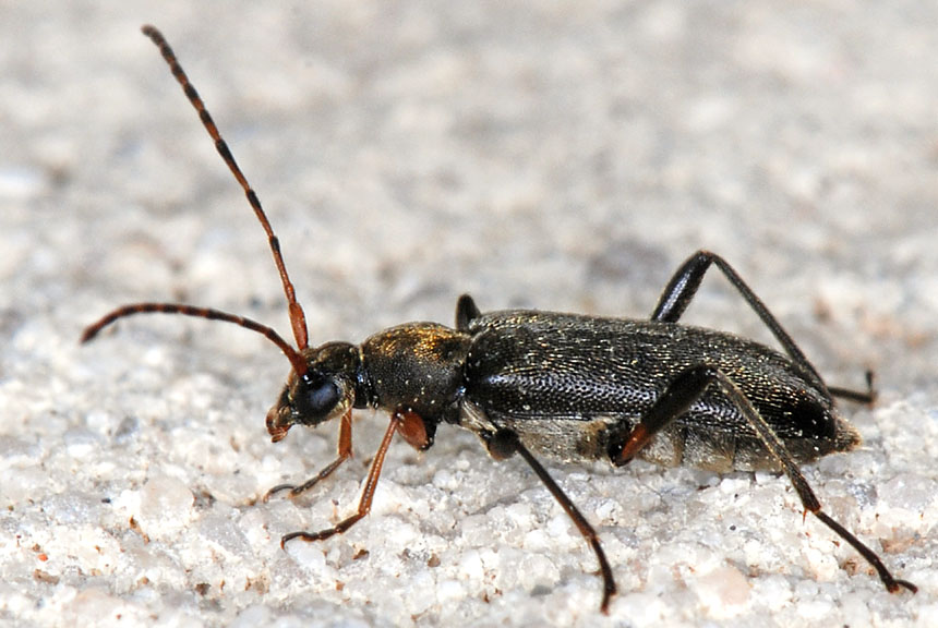 Da determinare: Grammoptera ruficornis